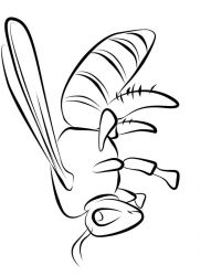 plansa de colorat insecte albinute #1
