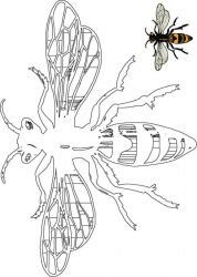 plansa de colorat insecte albinute #3