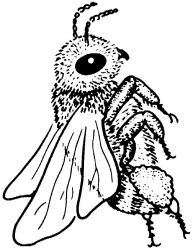 plansa de colorat insecte albinute #12