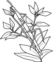 plansa de colorat insecte #6