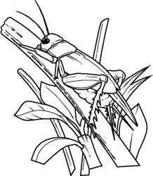 plansa de colorat insecte #7