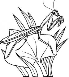 plansa de colorat insecte #8