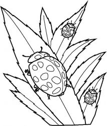 plansa de colorat insecte #13