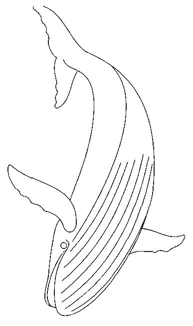 Animale balene de colorat p09