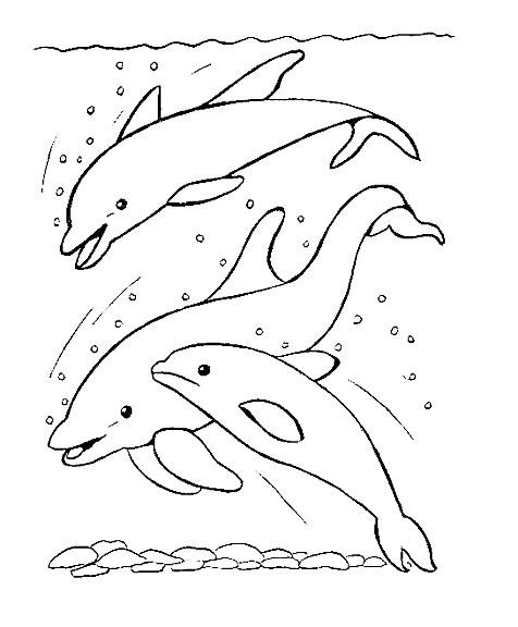 Animale delfini de colorat p13
