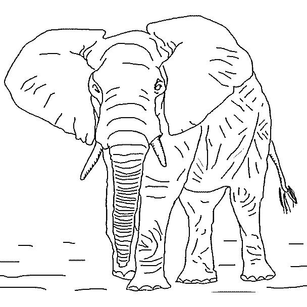Animale elefanti de colorat p13