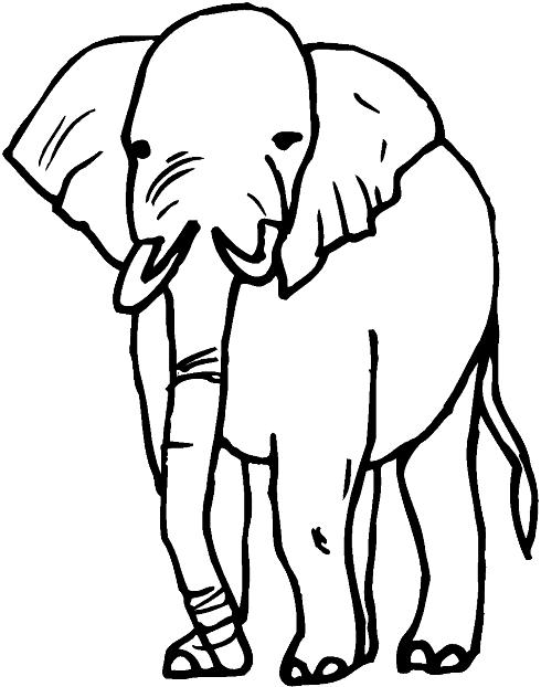 Animale elefanti de colorat p21