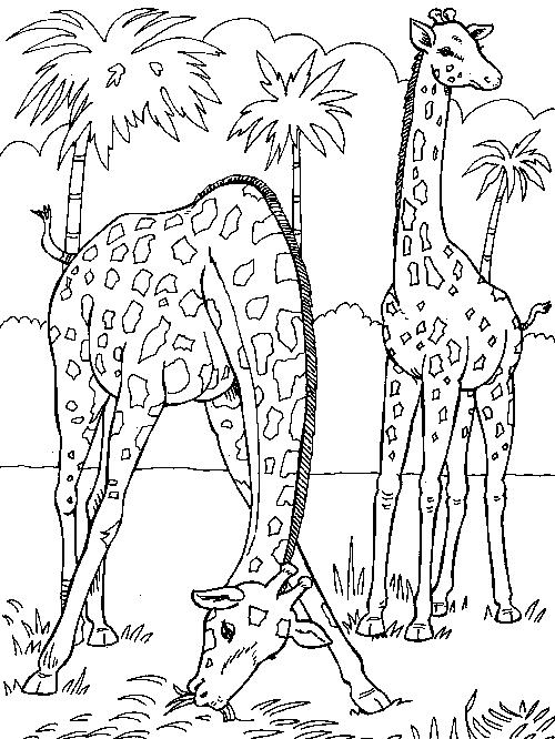 Animale girafe de colorat p02
