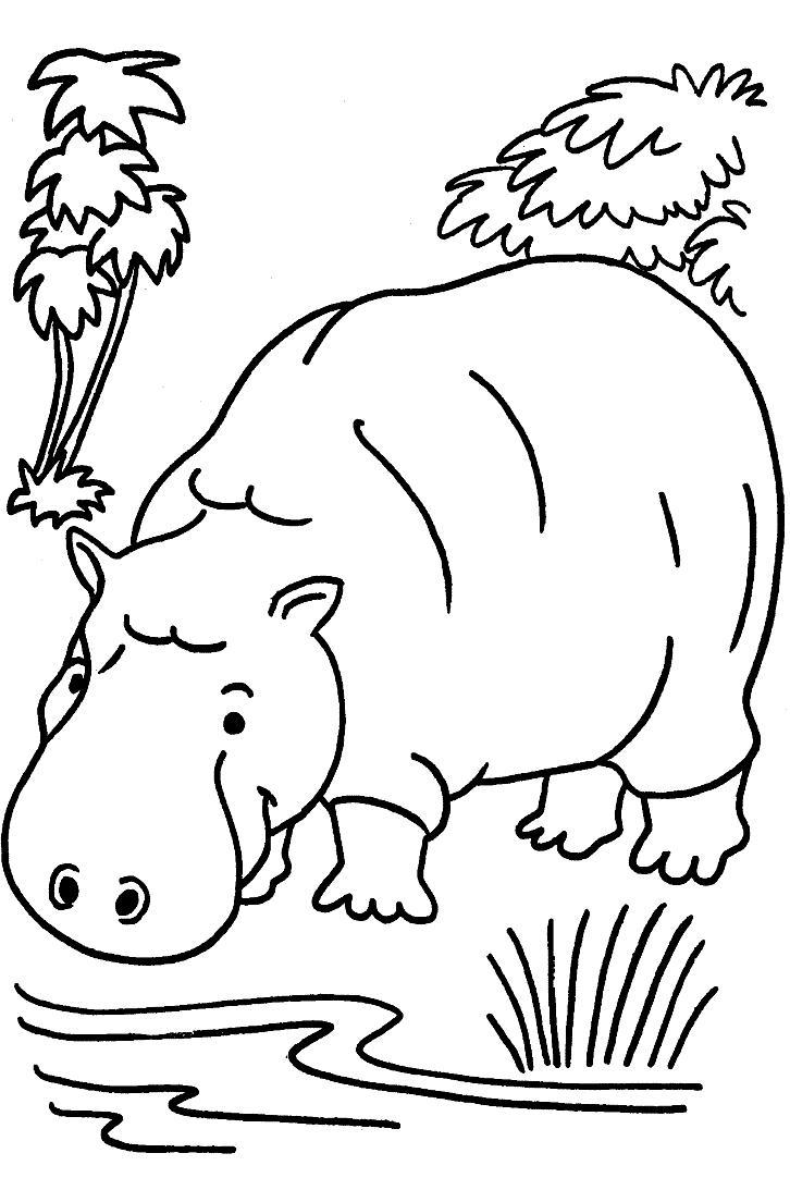 Animale hipopotami de colorat p08