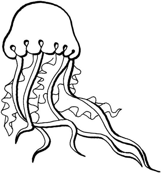 Animale meduze de colorat p06