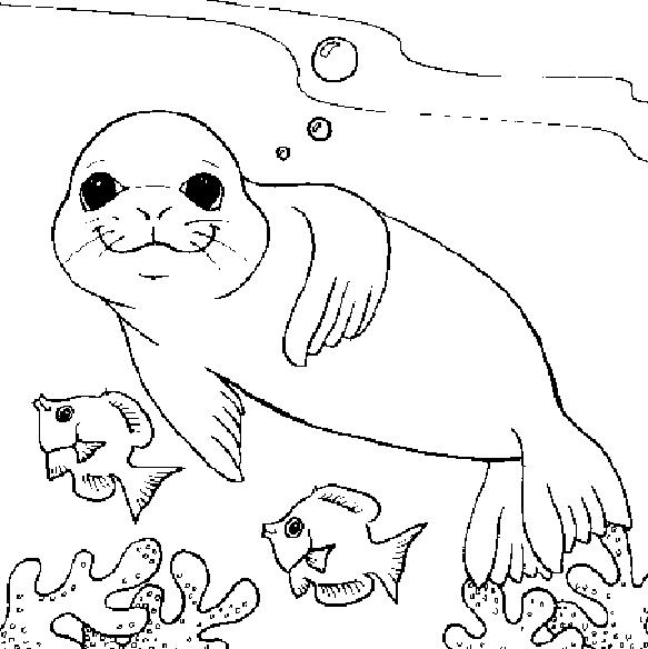 Animale morse si foci de colorat p10