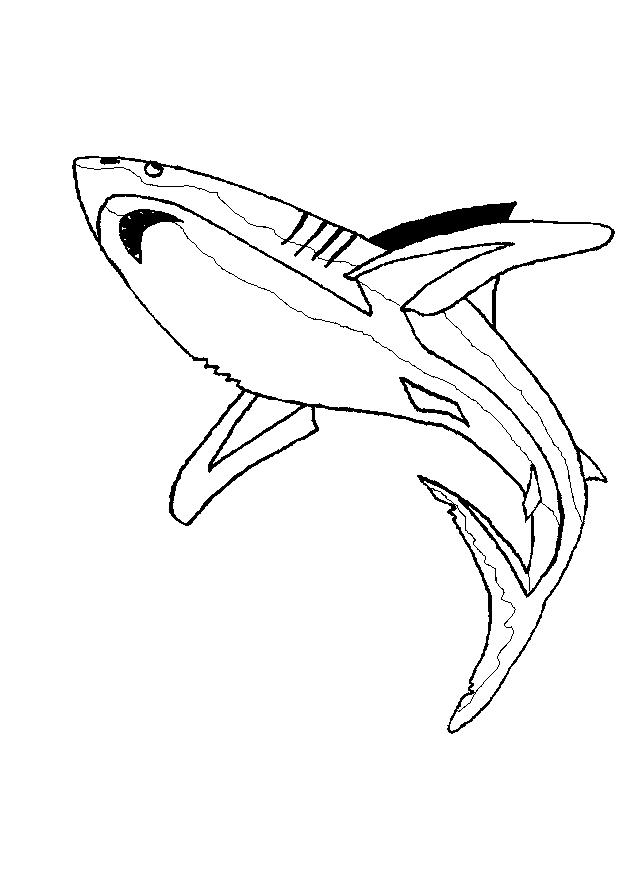 Animale rechini de colorat p09