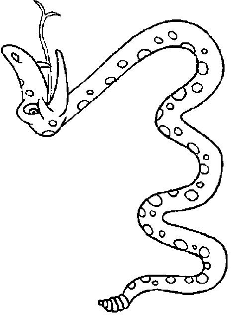 Animale serpi de colorat p11