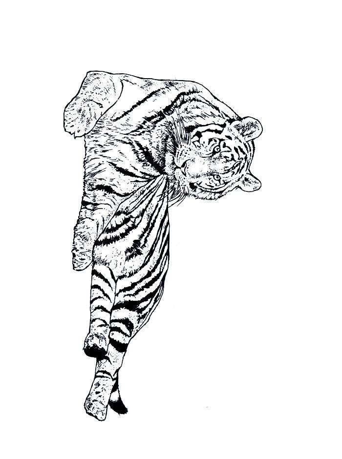 Animale tigri de colorat p08