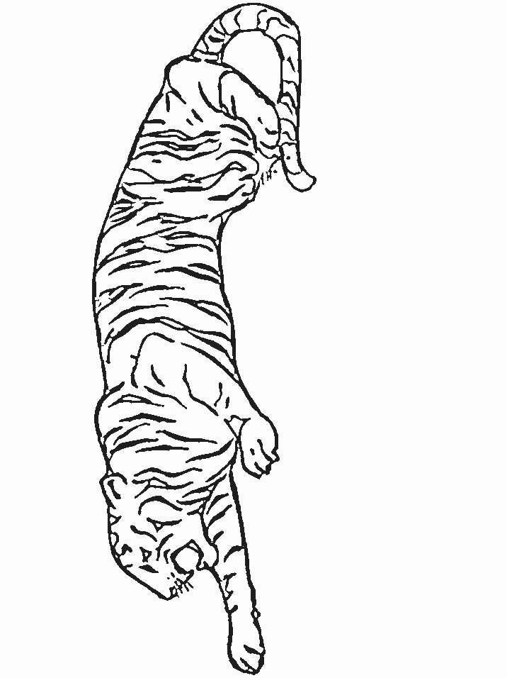 Animale tigri de colorat p16