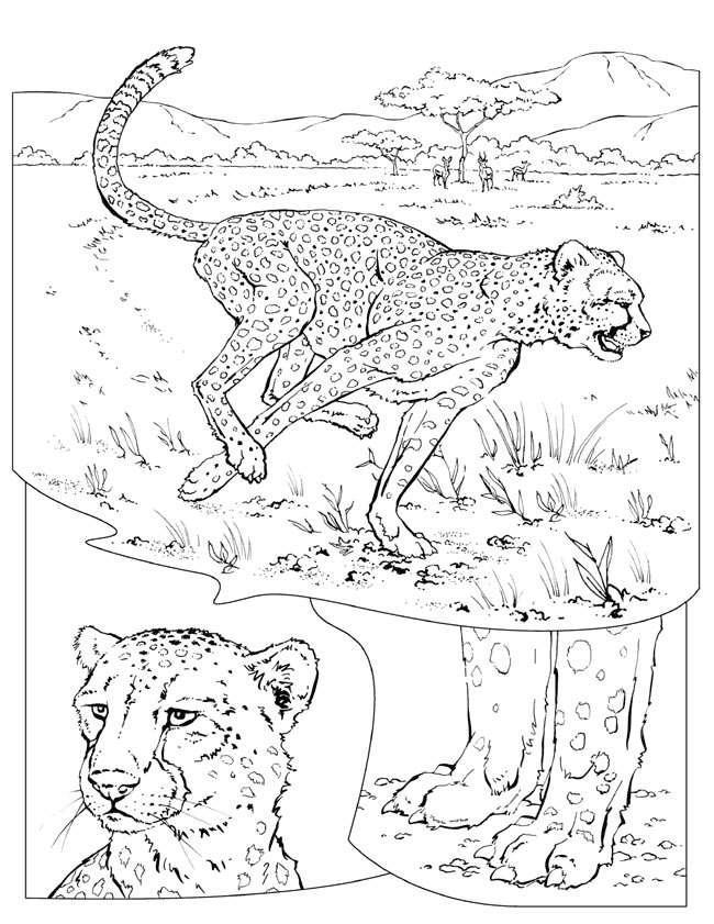 Animale tigri de colorat p17