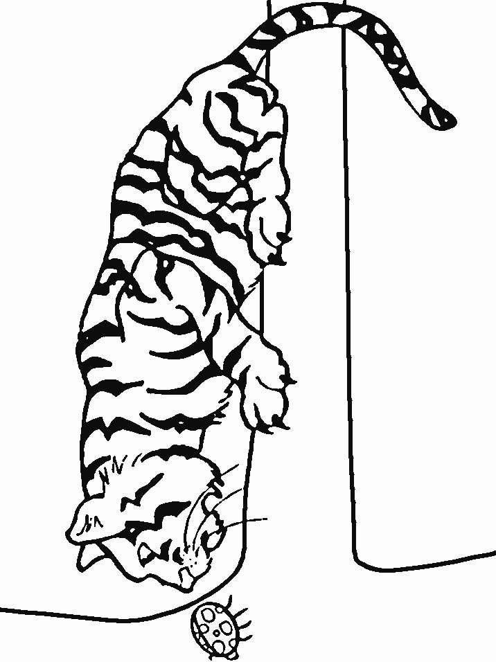 Animale tigri de colorat p29