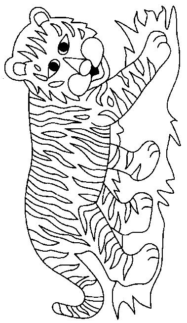 Animale tigri de colorat p42