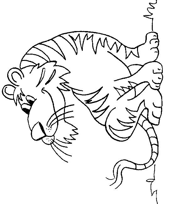 Animale tigri de colorat p43