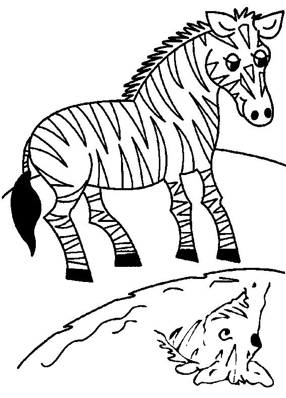 Animale zebre de colorat p14