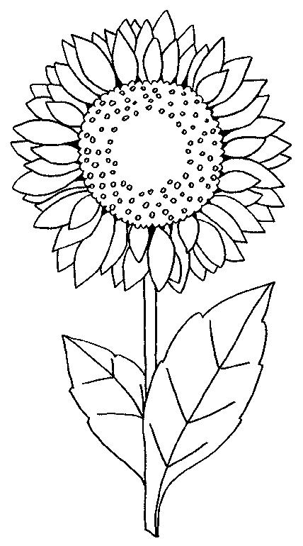 Floarea soarelui de colorat p02