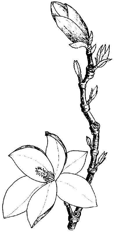 Flori magnolii de colorat p01