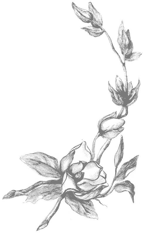 Flori magnolii de colorat p04