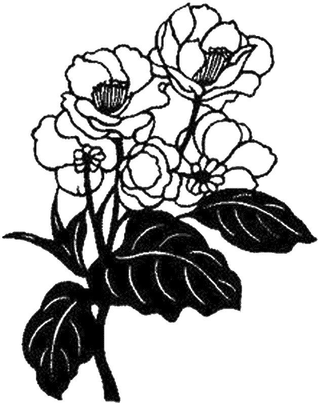 Flori magnolii de colorat p05