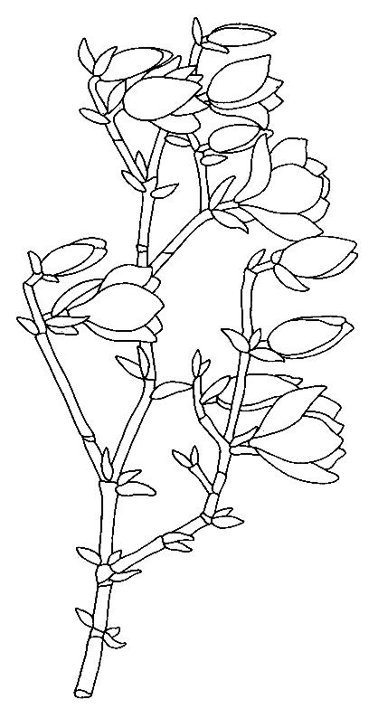 Flori magnolii de colorat p09