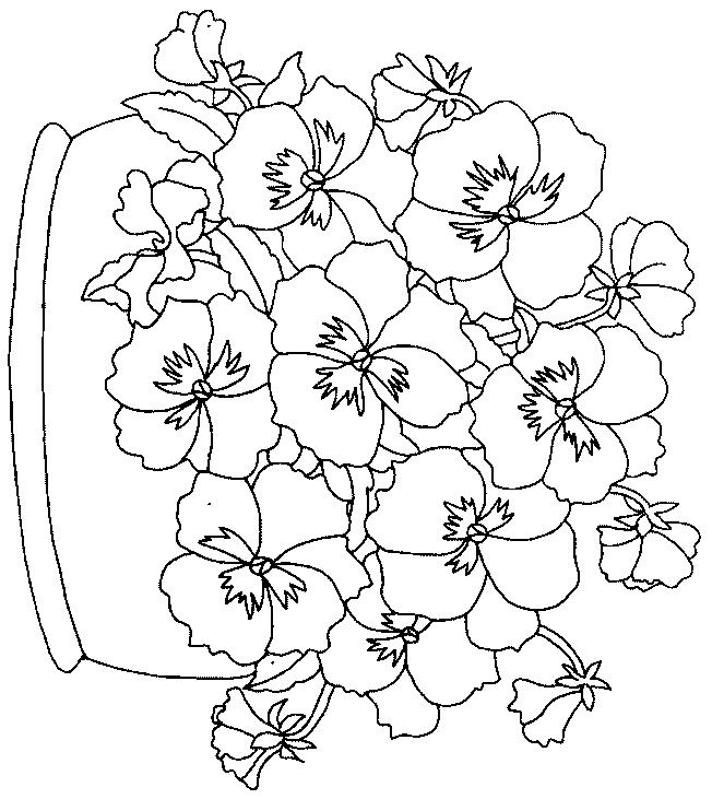 Flori panselute de colorat p02