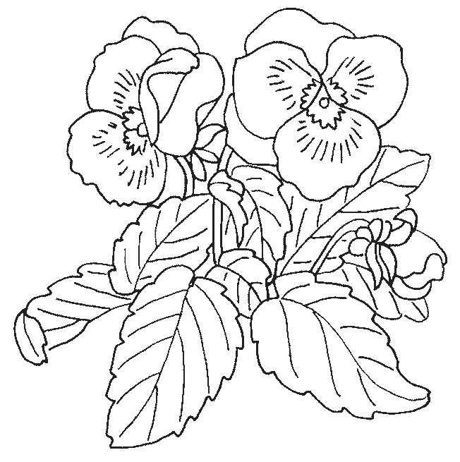 Flori panselute de colorat p04