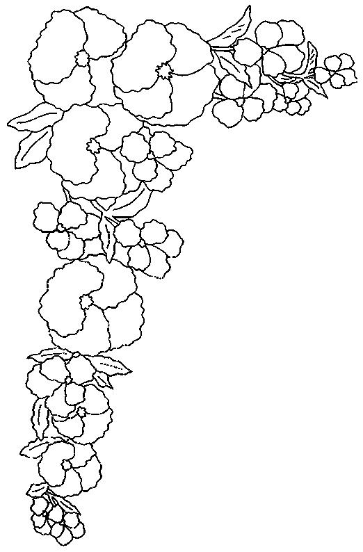 Flori panselute de colorat p08