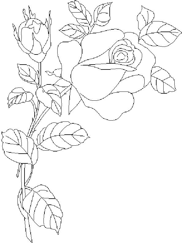 Flori trandafiri de colorat p10