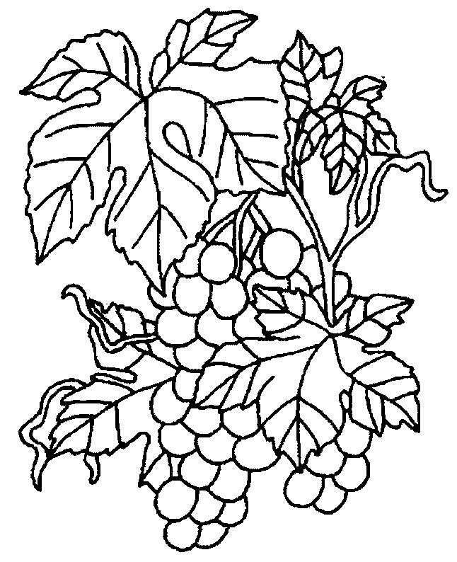 Fructe struguri de colorat p13