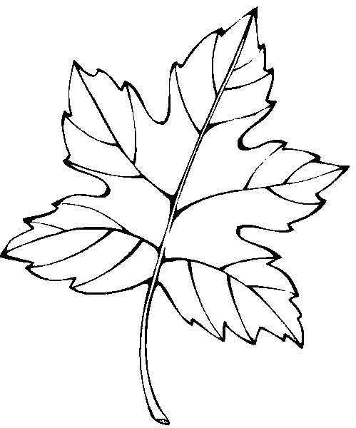 Frunze de colorat p04