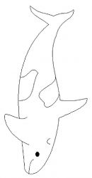 plansa de colorat animale balene #16