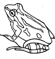 plansa de colorat animale #7