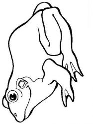 plansa de colorat animale #16