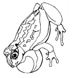 plansa de colorat animale #21