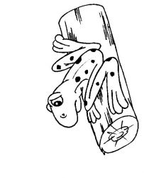 plansa de colorat animale #18