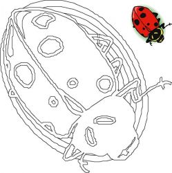 plansa de colorat animale buburuze #19