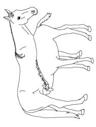 plansa de colorat animale #5