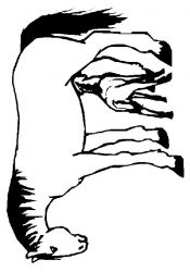 plansa de colorat animale #13