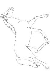 plansa de colorat animale #1