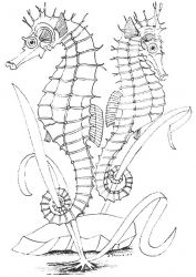 plansa de colorat animale #18