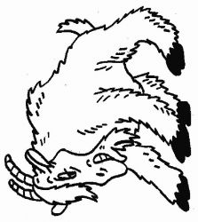 plansa de colorat animale #17