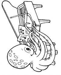 plansa de colorat animale #6