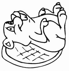 plansa de colorat animale #11