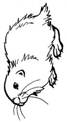 plansa de colorat animale #10