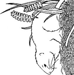 plansa de colorat animale #13